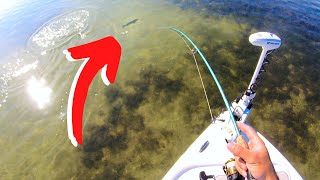 Sight Fishing ULTRA Clear Water for Snook & Tripletail (Live Greenbacks)