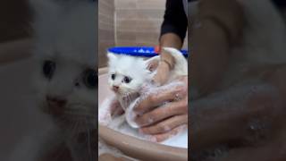 Bath the Kitten 🐈 ❤️😘#cat #videocat #pet #cutecat #cute #trending