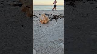 1 hour of crashing waves sounds in Southwest Florida with with view of the Gulf of Mexico at sunrise