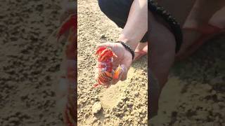 Red crab 🦀 catching from Rever Side,🐠 🙄🔥🙏,#shorts ,#short ,#Viral ,#fish,#fishing