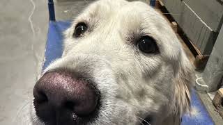 Molly | Golden Retriever | Best Trained Dogs of OR | Portland OffLeash K9 Training