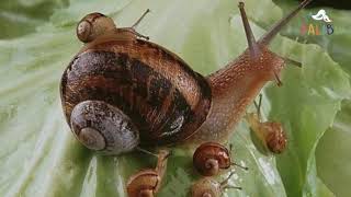 Caracol/ snail para niños