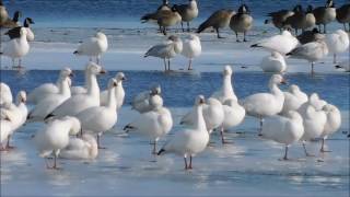 Snow Geese