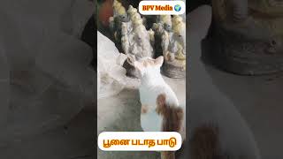 பூனை படாத பாடு#challenge#trending #viralshorts#cat #catlover#dog#doglover #pets #petlover#funny#love