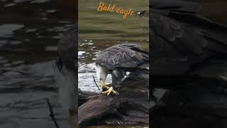 Bald eagle eating a fish / Pygargue à tête blanche mangeant un poisson #wildlife #canada #eagle