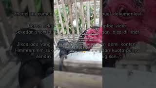 punten cuma AYAM untul kandang KUMUH #dangdutkoplo #dangdut #happyasmara #pecintaayam #ayam