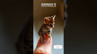 Up Close with Nature’s Tiny Wonders: A Finger-Sized Animal in Incredible Detail PART 2 #shorts