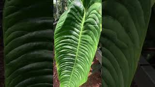 The regal King and Queen Anthurium! 🌿✨#anthurium #aroid #javaniskaelflora