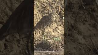 Pond Heron, खेत में पानी चलते समय आते हैं कीड़े खाने #heron #herons #beautiful #birds #shortsfeed