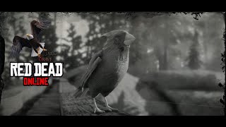 Red Dead Online - Small bird carcasses collected