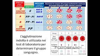 Estensione genetica mendeliana