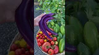 Long weekend😎 harvest- Ping Tung Eggplants, Cucumbers🥒, Mortgage Lifter Tomatoes🍅#shorts #ytshorts