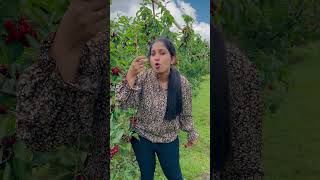 Cherry Tasting | Pick Fresh Cherries in Canberra | Australia #shorts #australia #cherry #freshfruit