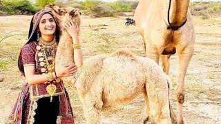 camel baby in Tharparkar تھر پارکر میں اونٹ کے بچے ویڈیو