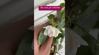 #gardenplants #subscribe #sukoonvibes #gardenflowers #ytshorts #gardentrees #gardningtips #gardning