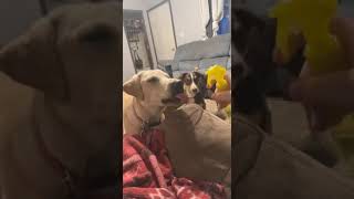 Labs Are The Best tiktok dallasjaneb