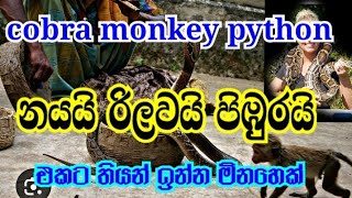 නයයි රිලවයි පිඹුරයි how is that cobra, monkey and python are together very shocking video #animals