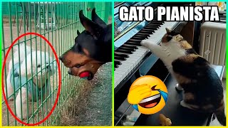 Animales Graciosos Con Talentos Y Más 😂 Parte 2