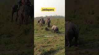 Jaldapara|Jaldapara National Park|Jungle Safari #siliguricanvas #shorts