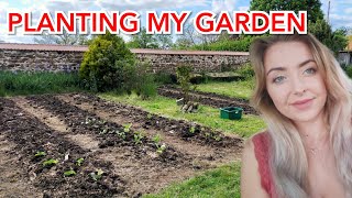 PLANTING MY FIRST NO TILL GARDEN