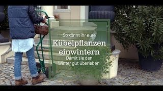 Kübelpflanze einwintern