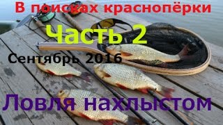 Нахлыст. В поисках Краснопёрки . часть 2