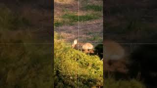 Mr Rabbit tells the Rabbit Busters what he REALLY Thinks - Hunting Video #rabbitbusters