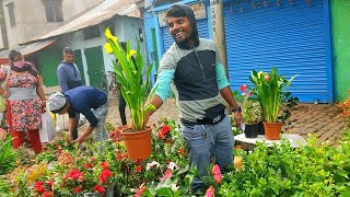 Morning View Of Kolkata Flower Plants Market In Kolkata At Galiff Street||