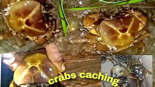 The Shocking Secret of River Catching Desi Crabs