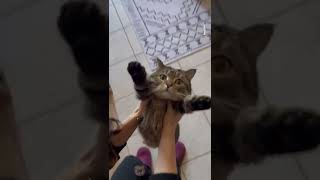 Cat loves to get lifted up