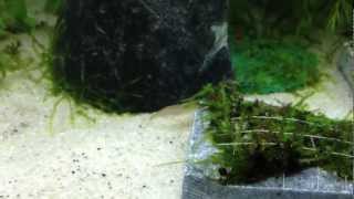 2013-02-14 - Yamato shrimp walking around ( Natural aquarium algae control )