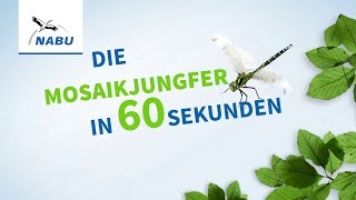 Die Mosaikjungfer in 60 Sekunden