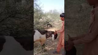 A fight between man and goat 😱😱 #animals #goat #viralvideo