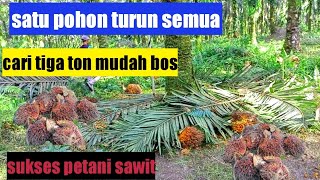 gila satu pohon tujuh tandan matang semua 👍👍