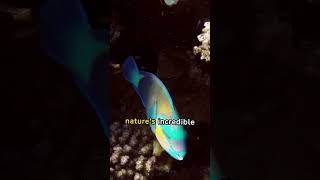 Learn more about Parrotfish #colorful #swimmers #social #