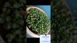 Home plants ☘️🪴    #homeplants #ajwain #mint #tomato #methi #nature #fyp  #shorts #shortvideo