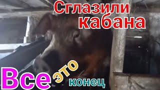 Хряк после кастрации😱Сглаз или стечение обстоятельства.