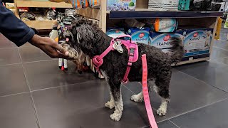 Miniature Schnauzer Gets Treats At Absolute Pets