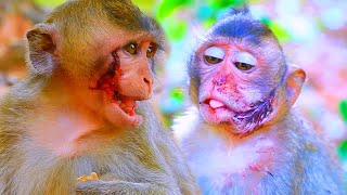 Helping poorest baby monkey he vvery hurt please help tiny baby...