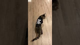 ADORABLE CAT WALKS IN SHIRT w/ ALANA