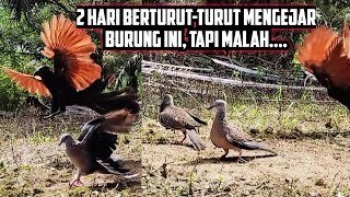 2 Hari Berturut-Turut Mengejar Burung Ini, Tapi Malah Begini Akhirnya