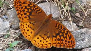 Butterfly Identified || Great Spangled Fritillary