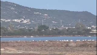 Flamingo in Sardegna🦩🦩