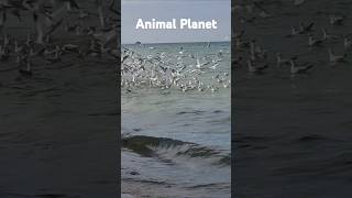 Animal Planet Азовское море