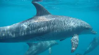 Swimming with Dolphins in Wadi Gimal (Red Sea)