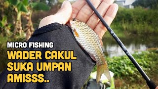 TERNYATA!! Wader cakul lebih suka umpan amis | Micro Fishing - Tanago