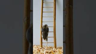 Baby hamster climbs  ladder 🐹 but at the end