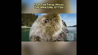 Otters are Amazing! #wildlife #cute #otters #animals #animalfacts #animalvideos #mammals