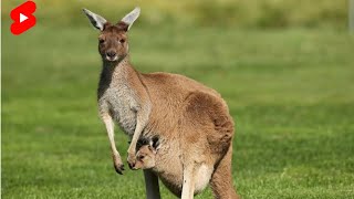 Kangaroos 🦘 at Yanchep #shorts