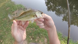 Micro Fishing for Creek Bass